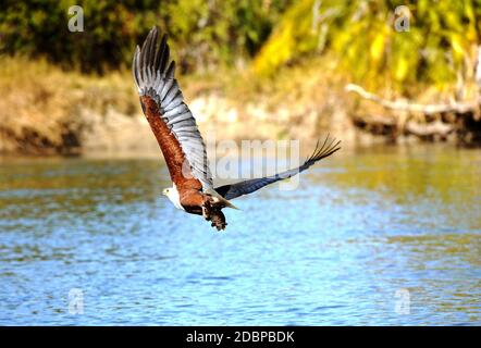 Afrikanischer Adler auf der Jagd nach Beute am Ufer des Okavango-Flusses in Botswana Stockfoto
