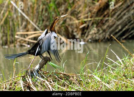 Afrikanischer Schlangenhalsvögel am Ufer des Okavango-Flusses in Botswana Stockfoto