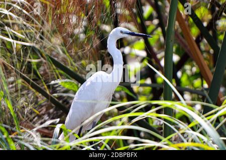 Großer Weißer Reiher am Okavango-Ufer in Botswana Stockfoto