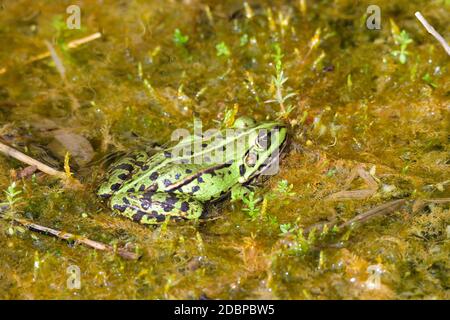 Gewöhnlicher Wasserfrosch in einem Teich. Stockfoto