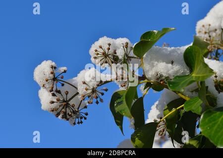 Hedera Helix, der Efeu im Winter Stockfoto