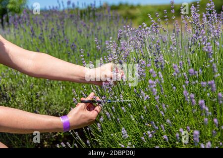 Weibliche Hand sammeln tief lila Lavendel Blumen Stockfoto