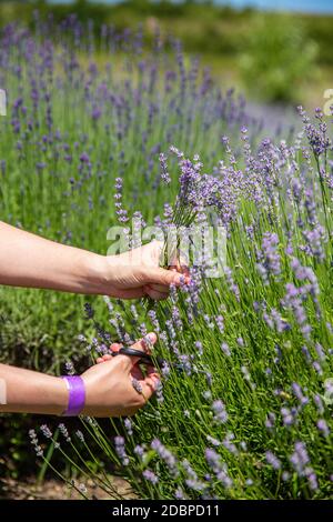 Frau pflücken aromatischen Lavendel im Garten Stockfoto