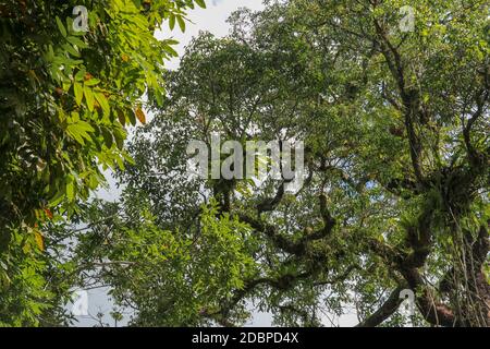 Asplium Nidus Parasiten an Ästen in der Krone eines riesigen tropischen Baumes. Grüne Blätter von Asplium nidus. Vogelnest Fern ist eine epiphytische Art Stockfoto