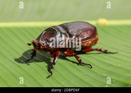 Seitenansicht des europäischen Nashornkäfer. Oryctes nasicornis auf einem grünen Blatt und Blume. Makroaufnahme von schönen Käfer in der Natur. Nahaufnahme eines männlichen Nahaufnahmen Stockfoto