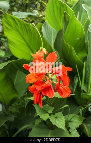 Künstlerische Porträt Foto einer orangefarbenen Canna Indica Blume mit dunklen verschwommenen Hintergrund. Nahaufnahme von Canna Lilie oder afrikanische Pfeilwurzel oder essbare Kana o Stockfoto