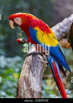Ein großer Papageienara sitzt auf einem Baumzweig und Isst einen Apfel Stockfoto
