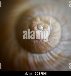 Nahaufnahme einer leeren Schneckenhülle Stockfoto