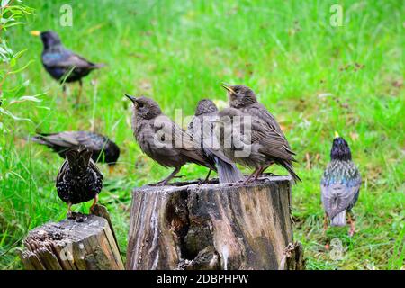 Junge gewöhnliche Stare warten auf Nahrung Stockfoto