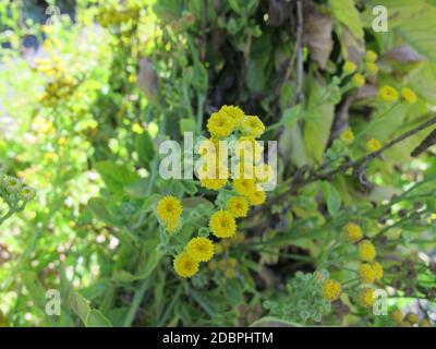 Gelb blühende Brustwarze, Tanacetum balsamita, eine Heilpflanze im Garten Stockfoto