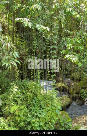 Flussbett im Pakerisan Tal mit wildem Wasser und großen Felsbrocken. Lange Lianen hängen von hohen tropischen Bäumen. Steine im Flussbett in der Nähe der Beerdigung comp Stockfoto