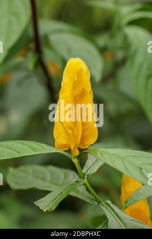 Eine Nahaufnahme der ausgeprägten gelben Blütenblätter der Pachystachys lutea Pflanze oder Golden Candle. Lollipop Plant und Golden Shrimp Plant. Gelbe Farbe des Th Stockfoto