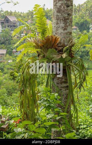 Platycerium bifurcatus (Polypodiaceae) parasitiert auf einem Kokosnussbaum-Stamm. Staghorn Farn an einem Baum auf der tropischen Insel Bali befestigt. Ein elchhorn pla Stockfoto