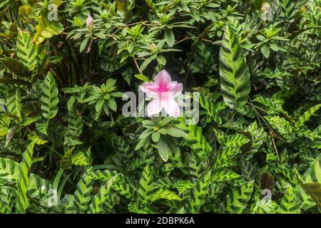 Nahaufnahme der rosa Rhododendron simsii-Blütenblüte in Bali, Indonesien. Frühlingsblumen Serie, rosa Azalea Blüten. Blühende Pflanze von Rhododend Stockfoto