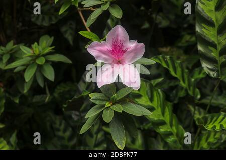 Nahaufnahme der rosa Rhododendron simsii-Blütenblüte in Bali, Indonesien. Frühlingsblumen Serie, rosa Azalea Blüten. Blühende Pflanze von Rhododend Stockfoto