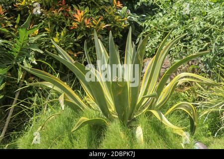 Natürliche Textur von Agave americana oder amerikanischer Aloe. Agave americana, Wachtpflanze, Maguey oder amerikanische Aloe, ist eine Art blühende Pflanze in der f Stockfoto