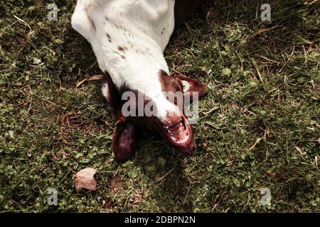 Obdachlosen Hund Spaß im Gras Stockfoto