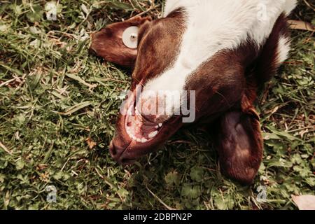 Obdachlosen Hund Spaß im Gras Stockfoto