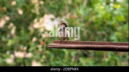 Spatz sitzt auf der Startseite Fenster Stockfoto