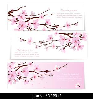 Drei Banner mit frischen rosa ornamentalen Sakura Blumen oder Kirsche Blüte symbolisch für den Frühling auf langen Zweigen auf weiß und Rosa Hintergründe mit Copysp Stock Vektor