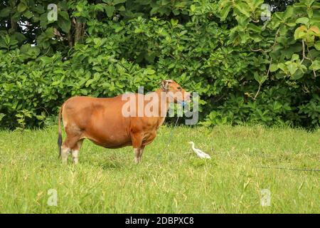 Braune Kuh im grünen Feld mit hohem Gras stehend. Junge Färse sieht rund aus. Rind Rind mit blauem Seil gebunden. Kuh grast auf Wiese mit Gras. Natur Stockfoto