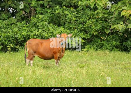 Braune Kuh im grünen Feld mit hohem Gras stehend. Erwachsene Färse schaut in das Kameraobjektiv. Rind Rind mit blauem Seil gebunden. Eine grazierte Kuh weidet in einem Stockfoto