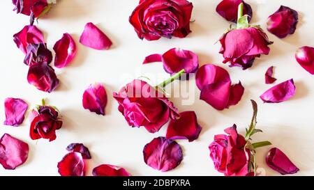 Panorama Hintergrund - Draufsicht auf viele gefallene Blütenblätter und Blüten von verwelkten roten Rosenblüten auf blass braune Oberfläche Stockfoto