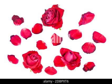 Gefallene Blütenblätter und drei verwelkte Blüten von roten Rosenblüten isoliert auf weißem Hintergrund Stockfoto