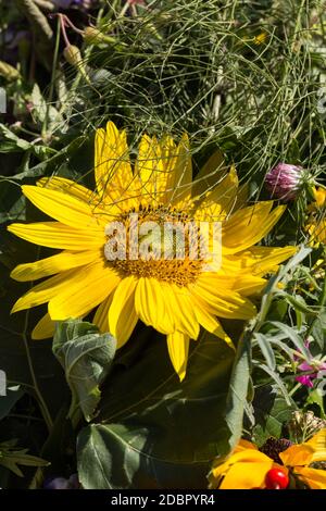 Handgemachte schöne Blumensträuße aus Blumen und Kräutern Stockfoto