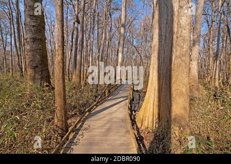 Boardwalk durch einen Bodenwald im Congaree National Park in South Carolina Stockfoto