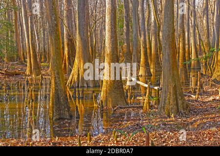 Dichtes Wachstum in einem Bodenwald im Congaree National Park In South Carolina Stockfoto