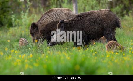 Friedliches Wildschwein, Sus scrofa, Herde, die auf einer Wiese mit blühenden Blumen steht. Harmonische Gruppe von Säugetieren grasen auf der Wiese von der Seite. Tier wi Stockfoto