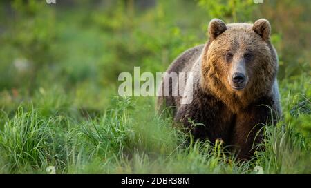 Braunbär, ursus arctos, in hoher grüner Vegetation mit Blick auf Kamera im Sommer bei Sonnenuntergang. Breite Panorama horizontale Zusammensetzung der pelzigen wilden Tier aus Stockfoto