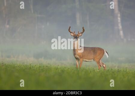 Weißschwanz-Hirsch, odocoileus virginianus, Buck beobachten auf der grünen Wiese im Sommer nebligen Morgen. Wildes Tier im Gras stehend und in Camer schauen Stockfoto