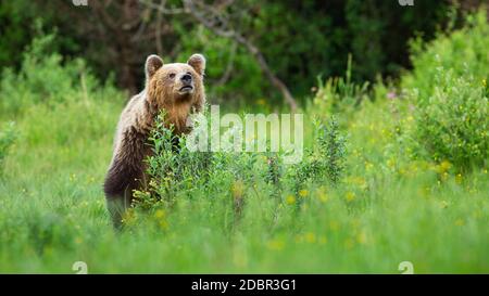 Interessierter Braunbär, Ursus Arctos, schnüffelt nach Düften auf der Wiese und versteckt sich hinter Busch. Tierlandschaft mit wachsam Säugetier im Sommer Natur. Stockfoto