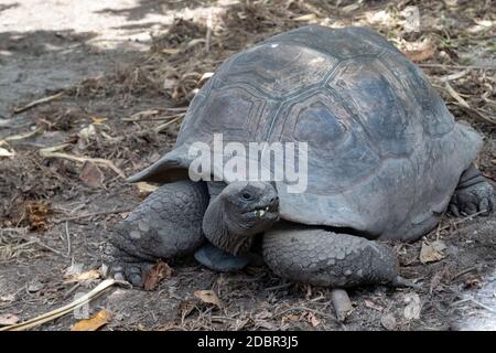 Riesenschildkröten (dipsochelys gigantea) auf den Seychellen Insel La Digue Stockfoto