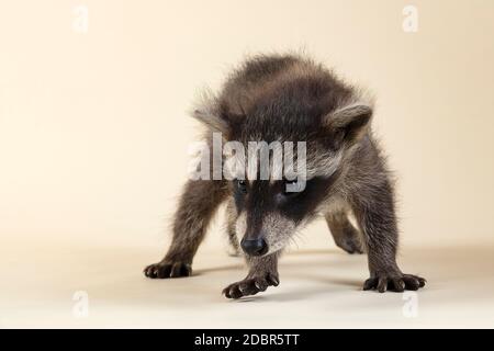 Waschbär (Procyon lotor), frontal, Jungtier, Captive, 8 Wochen, Studioaufnahme Stockfoto