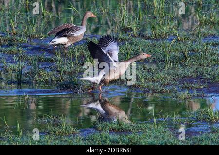 Graugänse im Frühjahr in sachsen Stockfoto