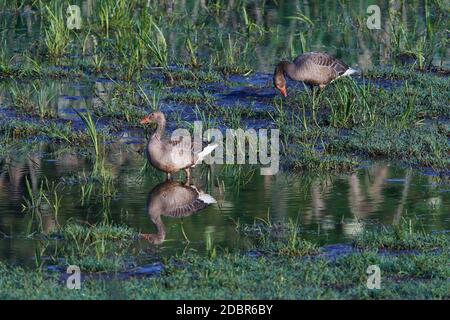 Graugänse im Frühjahr in sachsen Stockfoto