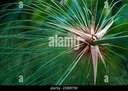 Papyrus (Cyperus papyrus). Segge genannt Papyrus, Papier Reed, Indische matten Anlage und Nil Gras auch. Stockfoto