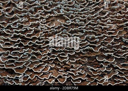 Türkei Schwanz (Trametes versicolor). Eine andere wissenschaftliche Namen sind und Polyporus Coriolus versicolor versicolor. Stockfoto