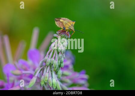 In der Nähe von Brown marmored stinken Bug (Palomena prasina) sitzt auf einem lila Blüte Stockfoto