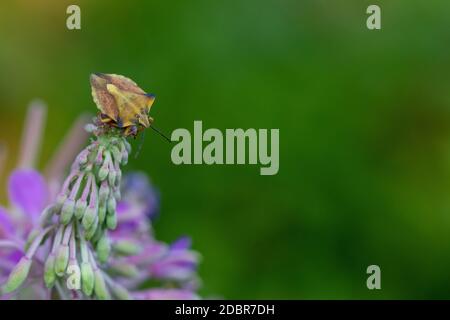 In der Nähe von Brown marmored stinken Bug (Palomena prasina) sitzt auf einem lila Blüte Stockfoto