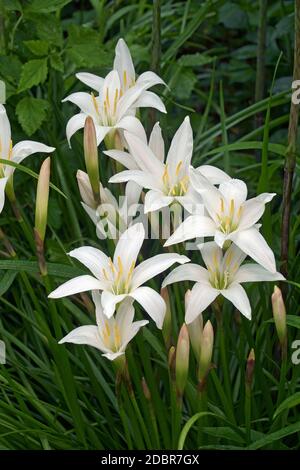 Atamasco Lily (Zephyranthes atamasco). Stockfoto