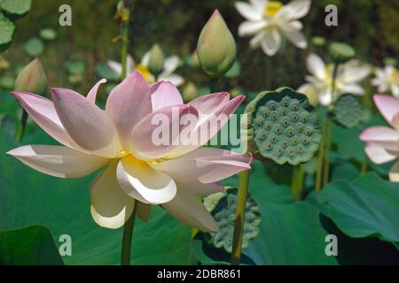 Sacred lotus (Nelumbo nucifera). Auch als Indischer Lotus, Bohne von Indien und Lotus bekannt. Stockfoto