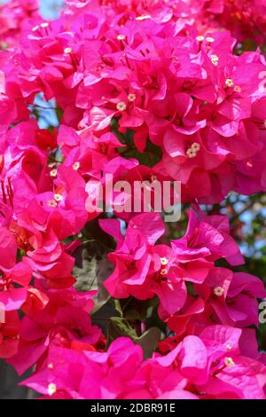 Schöne tropische exotische rosa oder rote Bougainvillea Blumen auf einem Zweig auf einem grünen Hintergrund in asiatischen Blumen. Nahaufnahme von Makrofotos. Stockfoto