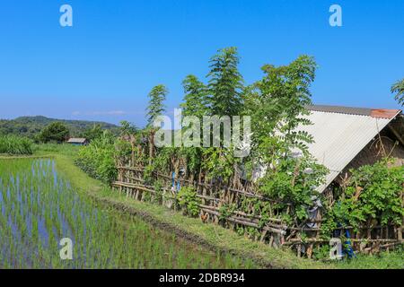 Hütten mitten auf Reisfeldern, wo die Bauern Schutz bieten. Stockfoto