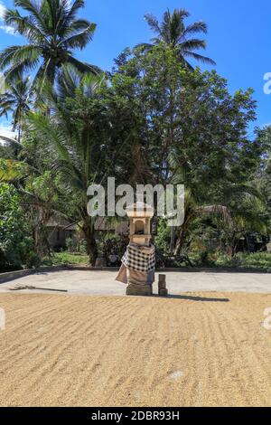 Frisch geerntete Reissamen werden vor der Verarbeitung in der Sonne zum Trocknen ausgelegt. Stockfoto