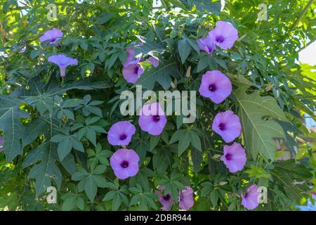 Ipomoea cairica, Eisenbahnzuchtboot. Eine hervorragende bunte voll blühende Blumen, rosa lila Texturen. Schweben über die hellgrünen Blätter mit Stockfoto