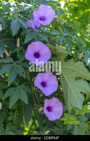 Ipomoea cairica, Eisenbahnzuchtboot. Eine hervorragende bunte voll blühende Blumen, rosa lila Texturen. Schweben über die hellgrünen Blätter mit Stockfoto